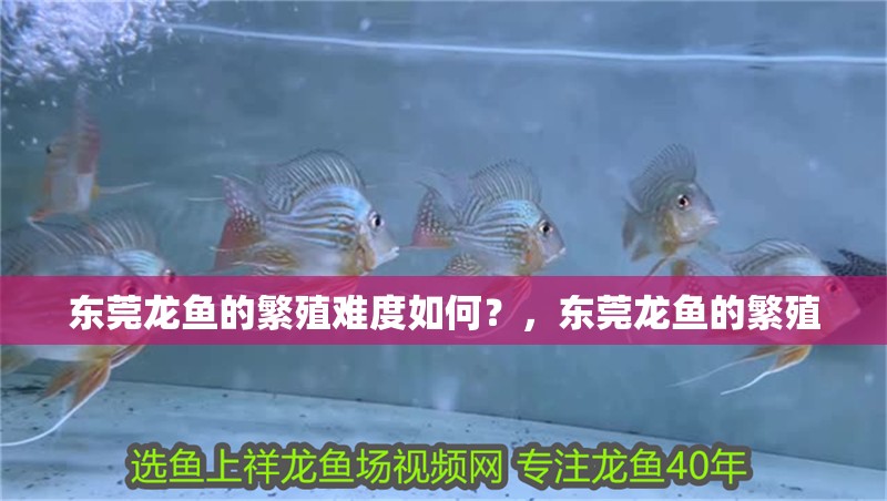 東莞龍魚的繁殖難度如何？，東莞龍魚的繁殖