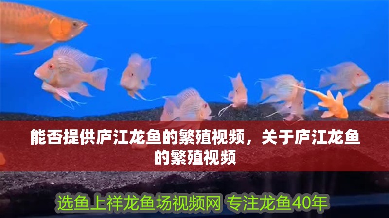 能否提供廬江龍魚的繁殖視頻，關于廬江龍魚的繁殖視頻
