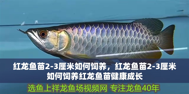 紅龍魚苗2-3厘米如何飼養，紅龍魚苗2-3厘米如何飼養紅龍魚苗健康成長