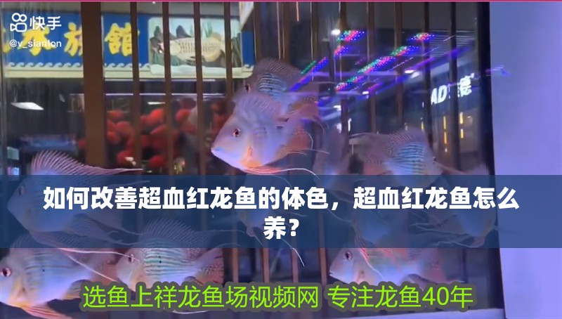 如何改善超血紅龍魚的體色，超血紅龍魚怎么養？