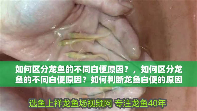 如何區分龍魚的不同白便原因？，如何區分龍魚的不同白便原因？如何判斷龍魚白便的原因？