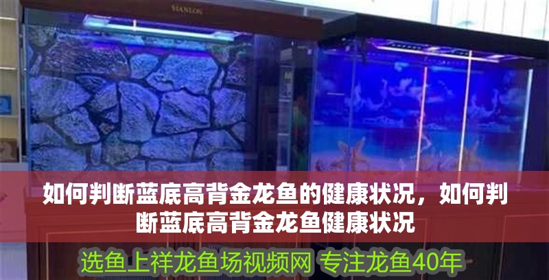 如何判斷藍底高背金龍魚的健康狀況，如何判斷藍底高背金龍魚健康狀況