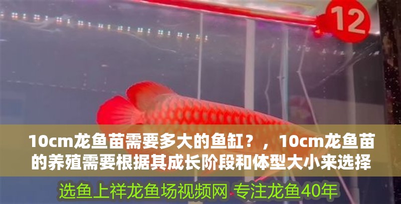 10cm龍魚苗需要多大的魚缸？，10cm龍魚苗的養(yǎng)殖需要根據(jù)其成長階段和體型大小來選擇合適的魚缸