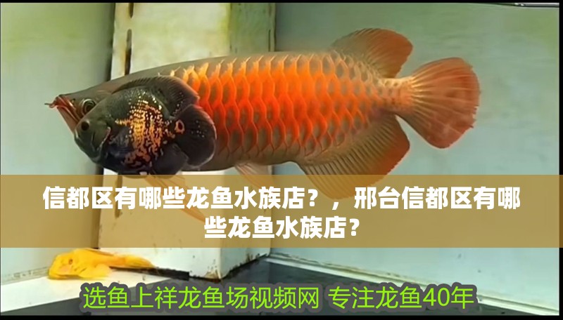信都區有哪些龍魚水族店？，邢臺信都區有哪些龍魚水族店？