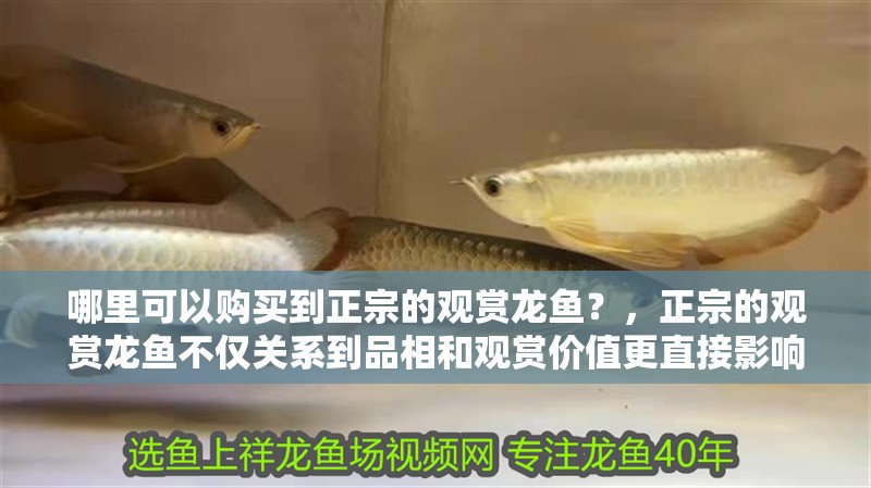 哪里可以購買到正宗的觀賞龍魚？，正宗的觀賞龍魚不僅關系到品相和觀賞價值更直接影響體驗與投入回報