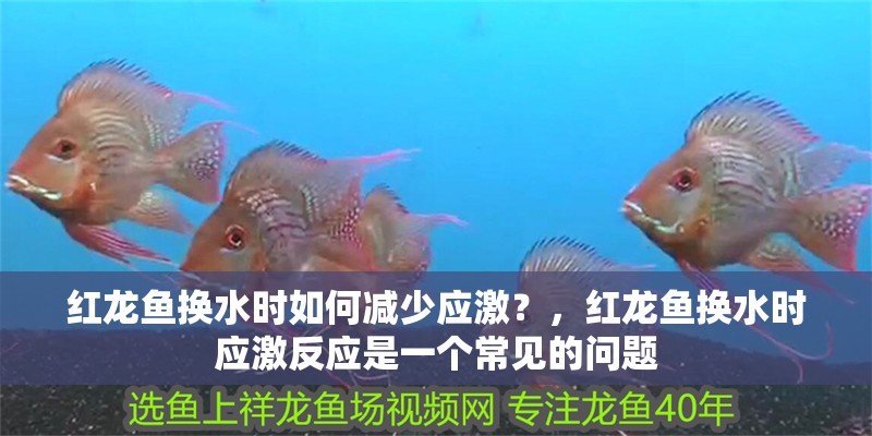 紅龍魚換水時如何減少應激？，紅龍魚換水時應激反應是一個常見的問題