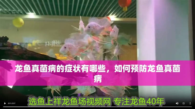 龍魚真菌病的癥狀有哪些，如何預(yù)防龍魚真菌病