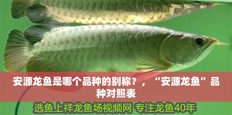 安源龍魚是哪個(gè)品種的別稱？，“安源龍魚”品種對(duì)照表