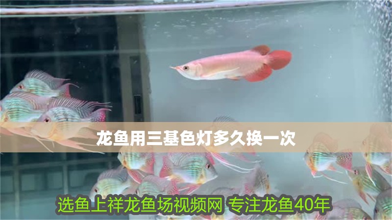 龍魚用三基色燈多久換一次