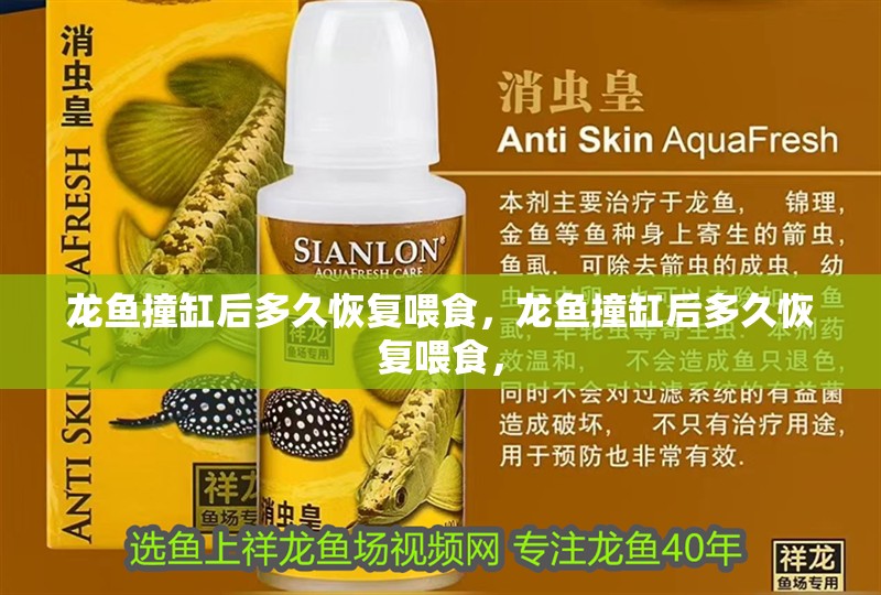 龍魚撞缸后多久恢復(fù)喂食，龍魚撞缸后多久恢復(fù)喂食，