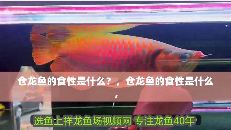 倉龍魚的食性是什么？，倉龍魚的食性是什么，