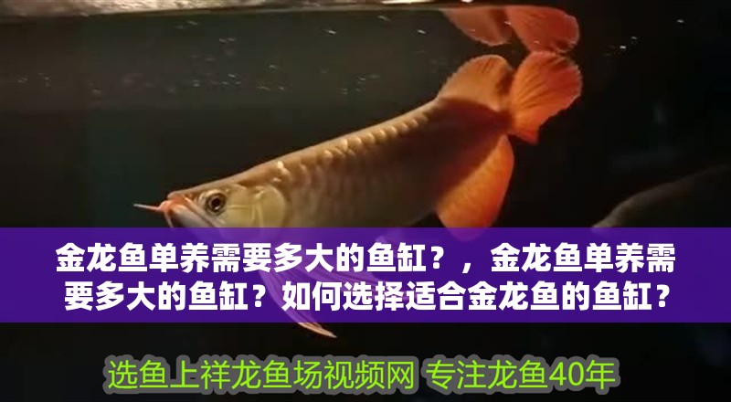 金龍魚單養(yǎng)需要多大的魚缸？，金龍魚單養(yǎng)需要多大的魚缸？如何選擇適合金龍魚的魚缸？