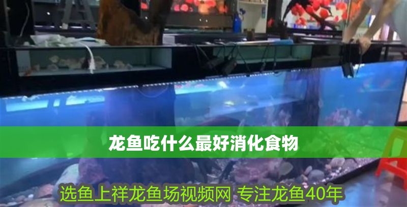 龍魚吃什么最好消化食物 龍魚吃什么最好消化食物 龍魚百科 第2張