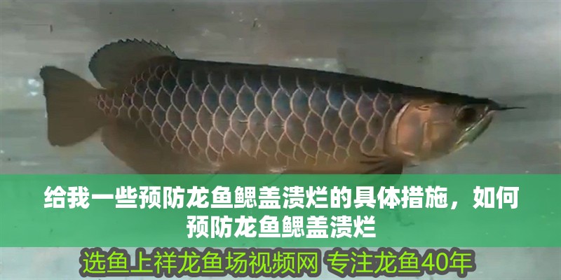 給我一些預防龍魚鰓蓋潰爛的具體措施，如何預防龍魚鰓蓋潰爛