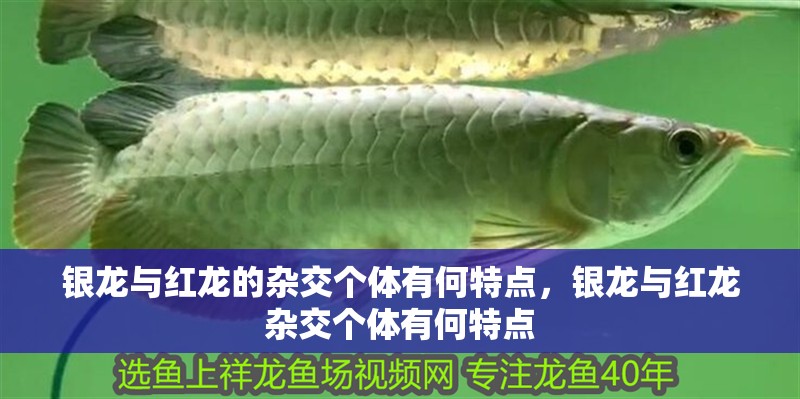銀龍與紅龍的雜交個體有何特點，銀龍與紅龍雜交個體有何特點