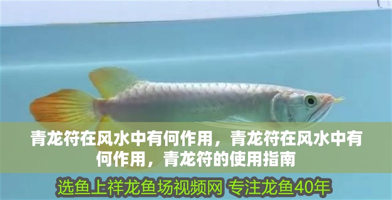 青龍符在風水中有何作用，青龍符在風水中有何作用，青龍符的使用指南