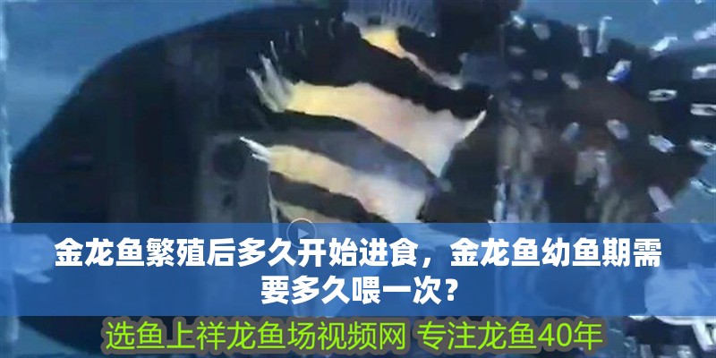 金龍魚繁殖后多久開始進(jìn)食，金龍魚幼魚期需要多久喂一次？