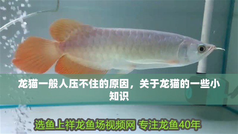 龍貓一般人壓不住的原因，關于龍貓的一些小知識