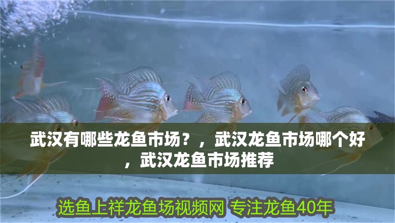 武漢有哪些龍魚市場？，武漢龍魚市場哪個好，武漢龍魚市場推薦