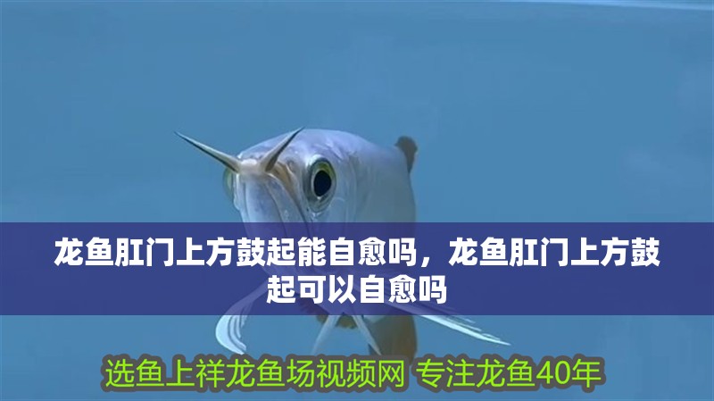 龍魚肛門上方鼓起能自愈嗎，龍魚肛門上方鼓起可以自愈嗎