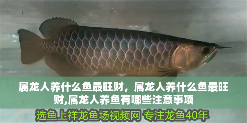 屬龍人養(yǎng)什么魚最旺財，屬龍人養(yǎng)什么魚最旺財,屬龍人養(yǎng)魚有哪些注意事項