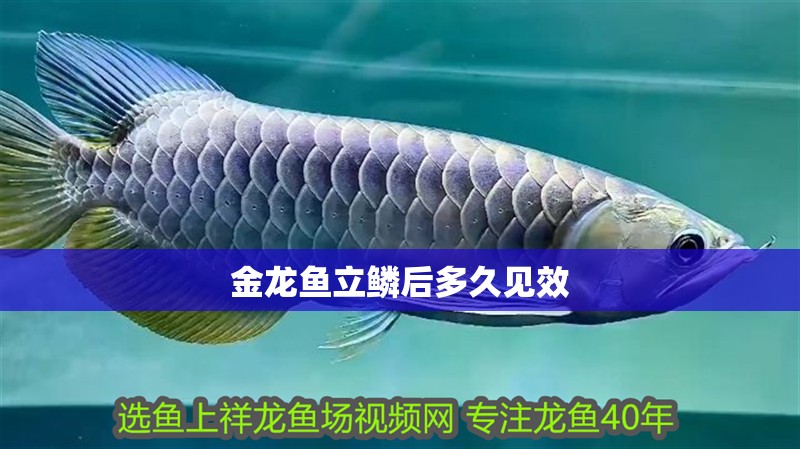 金龍魚立鱗后多久見效