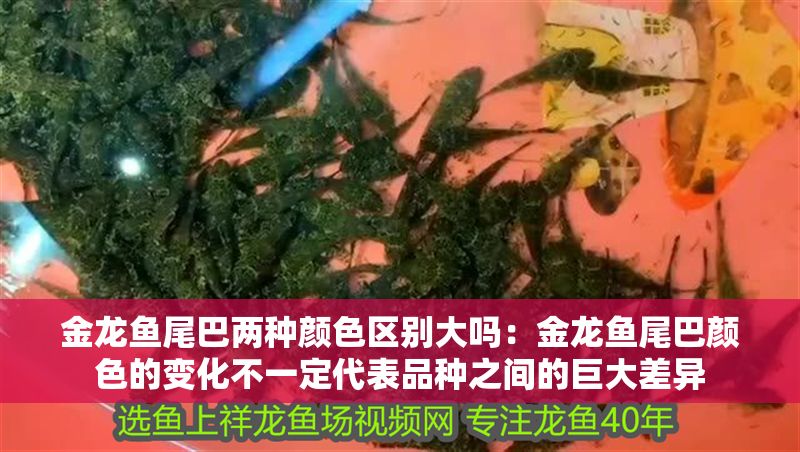 金龍魚尾巴兩種顏色區別大嗎：金龍魚尾巴顏色的變化不一定代表品種之間的巨大差異