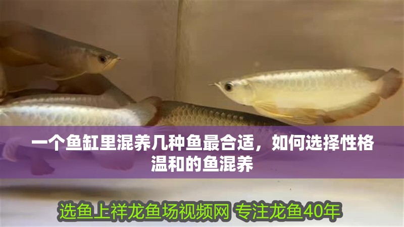 一個魚缸里混養幾種魚最合適，如何選擇性格溫和的魚混養
