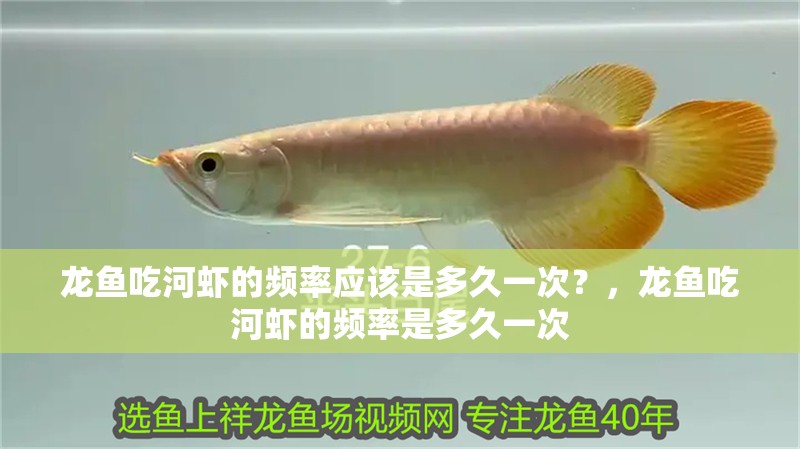 龍魚吃河蝦的頻率應(yīng)該是多久一次？，龍魚吃河蝦的頻率是多久一次