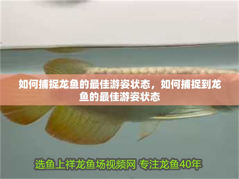 如何捕捉龍魚的最佳游姿狀態，如何捕捉到龍魚的最佳游姿狀態