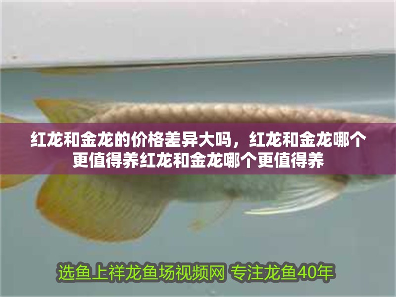 紅龍和金龍的價格差異大嗎，紅龍和金龍哪個更值得養紅龍和金龍哪個更值得養