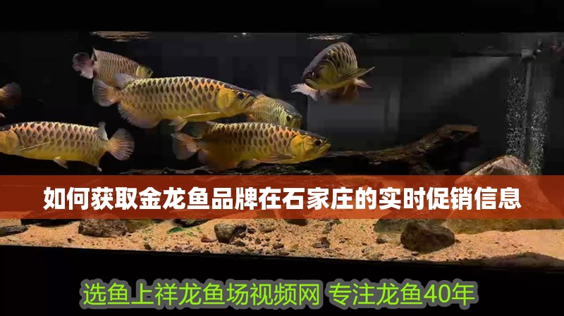 如何獲取金龍魚品牌在石家莊的實時促銷信息