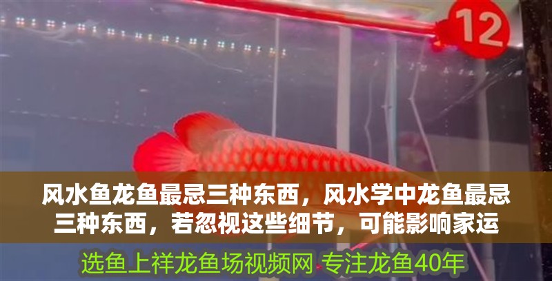 風(fēng)水魚龍魚最忌三種東西，風(fēng)水學(xué)中龍魚最忌三種東西，若忽視這些細(xì)節(jié)，可能影響家運(yùn)