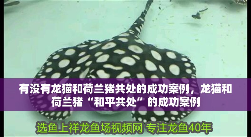 有沒有龍貓和荷蘭豬共處的成功案例，龍貓和荷蘭豬“和平共處”的成功案例