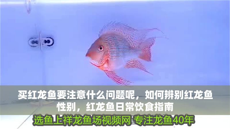 買紅龍魚要注意什么問題呢，如何辨別紅龍魚性別，紅龍魚日常飲食指南 買紅龍魚要注意什么問題呢，如何辨別紅龍魚性別，紅龍魚日常飲食指南 龍魚百科 第2張