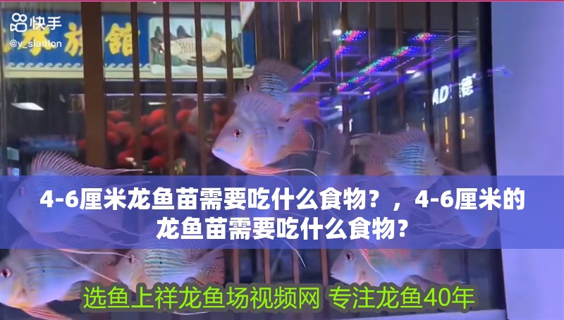 4-6厘米龍魚苗需要吃什么食物？，4-6厘米的龍魚苗需要吃什么食物？