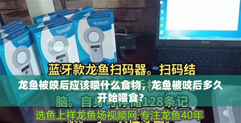 龍魚被咬后應該喂什么食物，龍魚被咬后多久開始喂食？