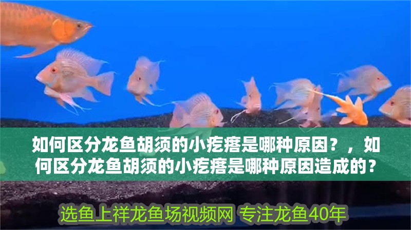 如何區分龍魚胡須的小疙瘩是哪種原因？，如何區分龍魚胡須的小疙瘩是哪種原因造成的？