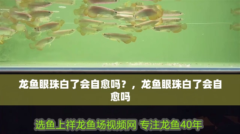 龍魚眼珠白了會自愈嗎？，龍魚眼珠白了會自愈嗎