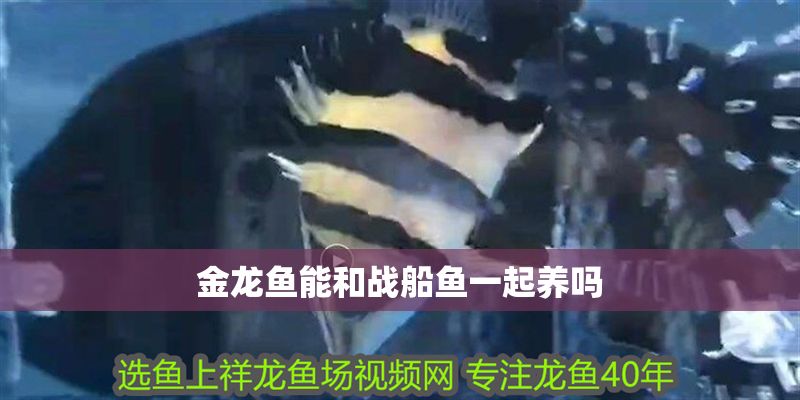 金龍魚能和戰船魚一起養嗎