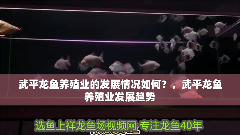 武平龍魚養(yǎng)殖業(yè)的發(fā)展情況如何？，武平龍魚養(yǎng)殖業(yè)發(fā)展趨勢