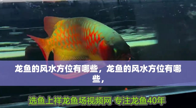 龍魚的風(fēng)水方位有哪些，龍魚的風(fēng)水方位有哪些，