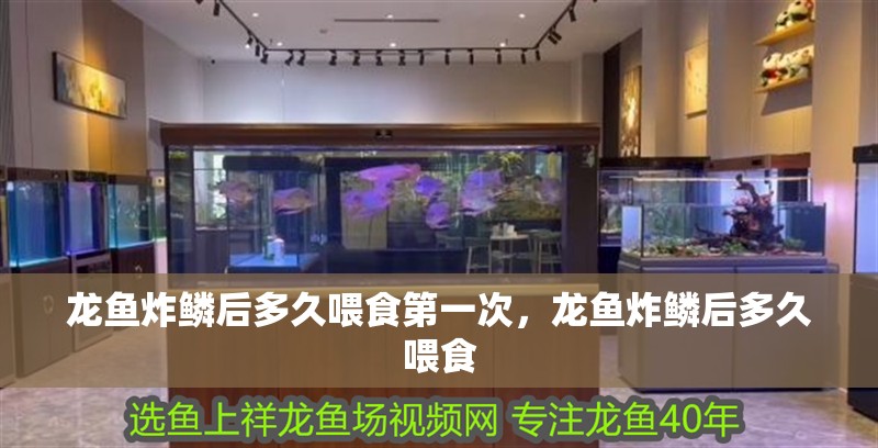 龍魚炸鱗后多久喂食第一次，龍魚炸鱗后多久喂食