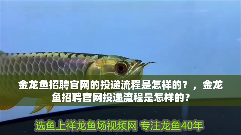 金龍魚招聘官網的投遞流程是怎樣的？，金龍魚招聘官網投遞流程是怎樣的？