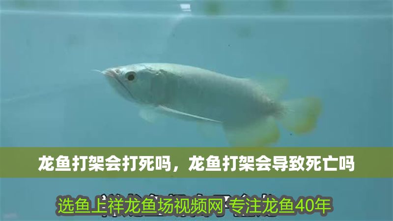 龍魚打架會打死嗎，龍魚打架會導(dǎo)致死亡嗎