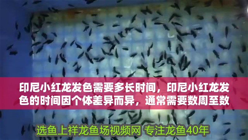 印尼小紅龍發色需要多長時間，印尼小紅龍發色的時間因個體差異而異，通常需要數周至數月不等