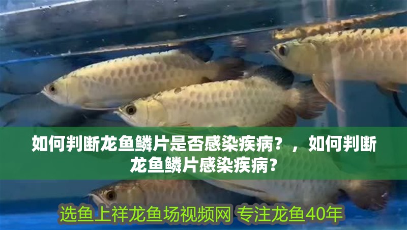如何判斷龍魚鱗片是否感染疾?。?，如何判斷龍魚鱗片感染疾病？
