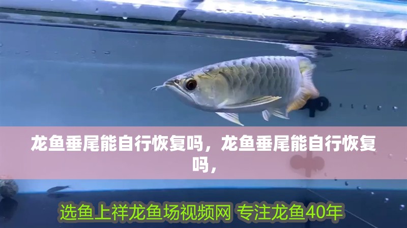 龍魚垂尾能自行恢復(fù)嗎，龍魚垂尾能自行恢復(fù)嗎，