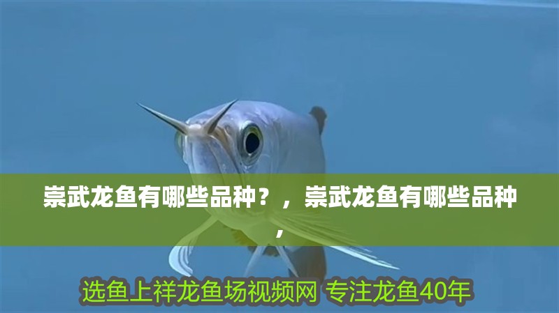 崇武龍魚有哪些品種？，崇武龍魚有哪些品種,