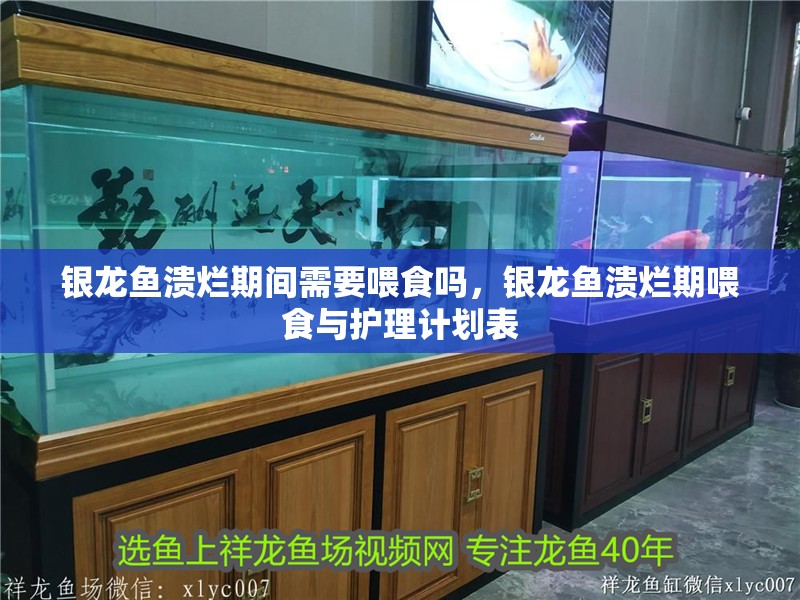 銀龍魚潰爛期間需要喂食嗎，銀龍魚潰爛期喂食與護理計劃表